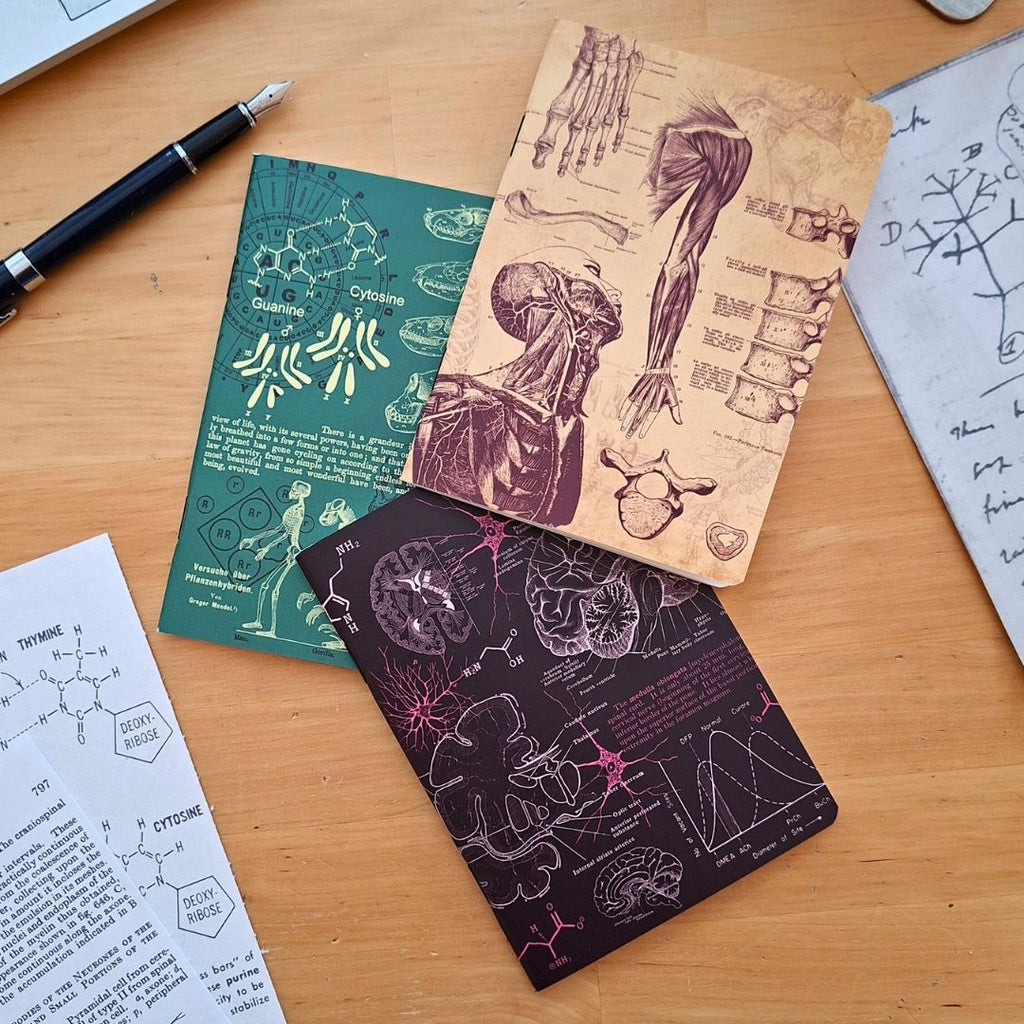 Principles of the Universe - Anatomy, Neuroscience, Evolution