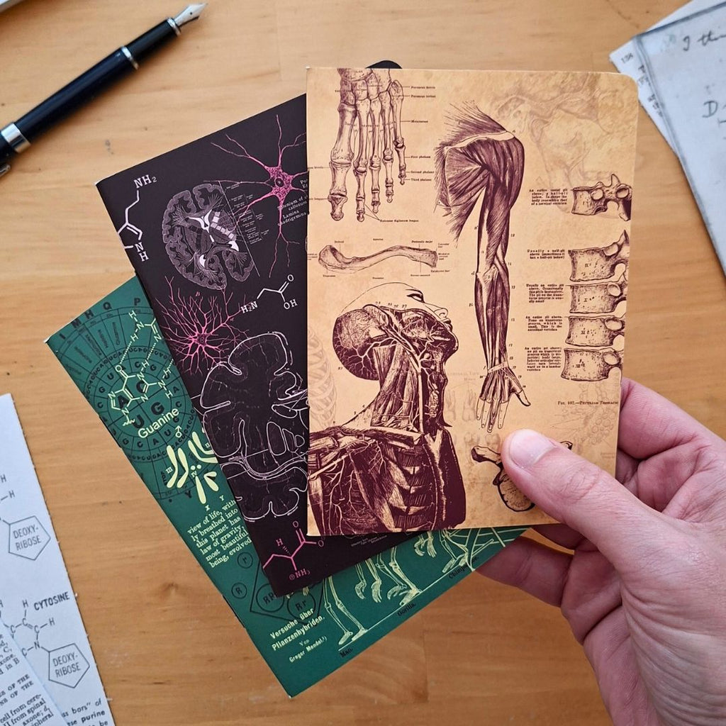 Principles of the Universe - Anatomy, Neuroscience, Evolution